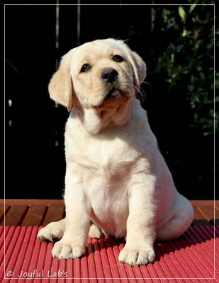 Joyful Labs FLower Power Girl