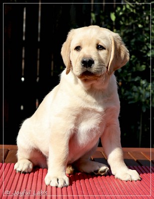 Joyful Lab's Foxy Girl