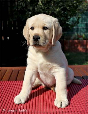 Joyful Lab's Friendly Boy