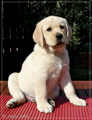 Joyful Labs Friendly Boy