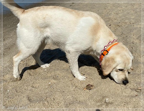 Joyful Lab's Excellent Girl - Brbel