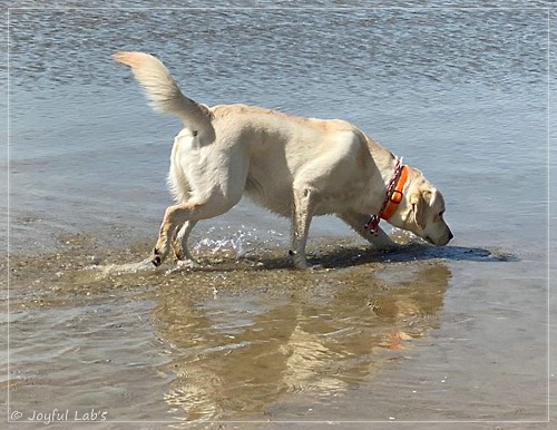 Joyful Lab's Excellent Girl - Brbel