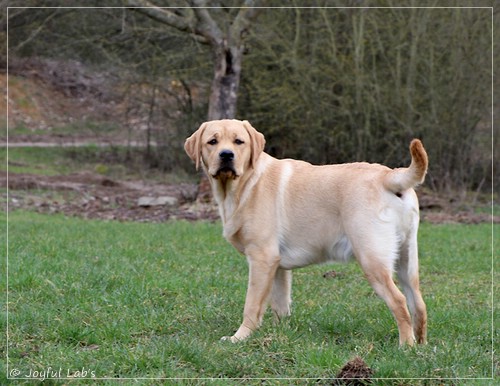 Joyful Lab's European Boy - Ean