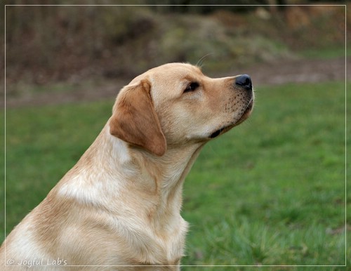 Joyful Lab's European Boy - Ean