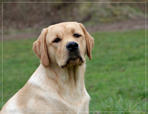 Joyful Lab's European Boy - Ean