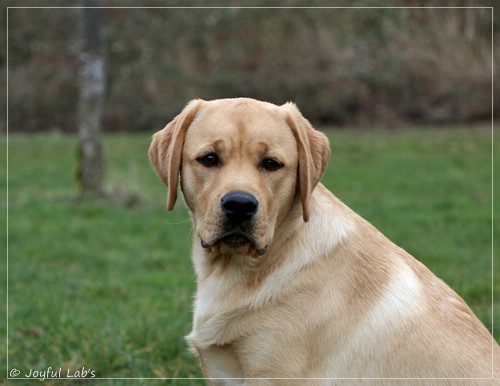 Joyful Lab's European Boy - Ean