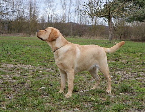 Joyful Lab's European Boy - Ean