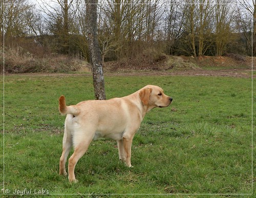 Joyful Lab's European Boy - Ean