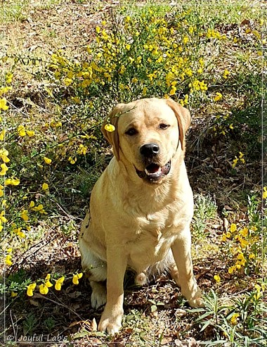 Joyful Lab's European Boy - Ean