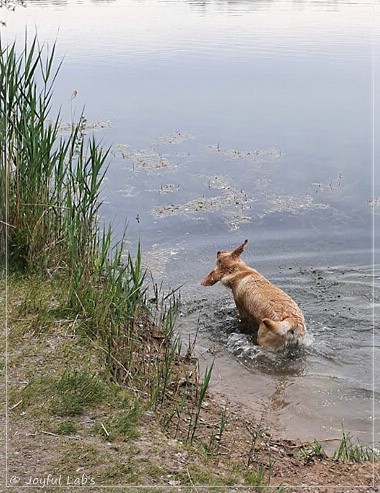 Joyful Lab's European Boy - Ean