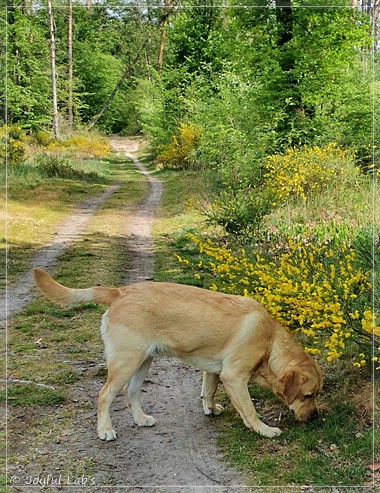 Joyful Lab's European Boy - Ean