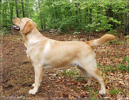 Joyful Lab's European Boy - Ean