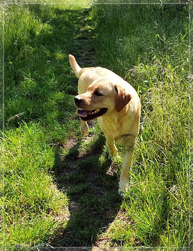 Joyful Lab's European Boy - Ean