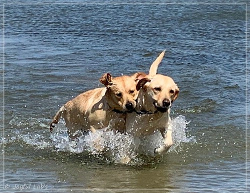 Joyful Lab's Entire my Girl - Frieda