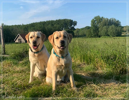 Joyful Lab's Entire my Girl - Frieda