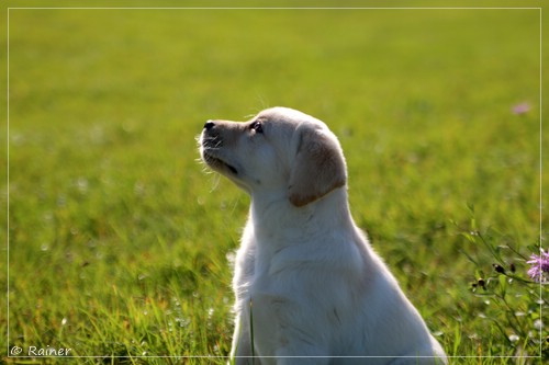 Joyful Lab's Escort Boy - Luis