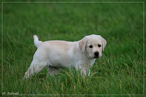 Joyful Lab's Escort Boy - Luis