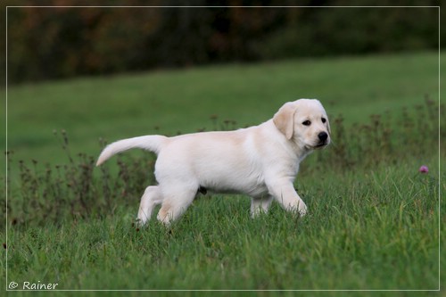 Joyful Lab's Escort Boy - Luis