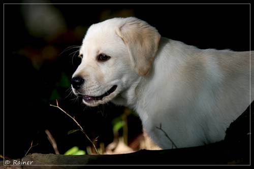 Joyful Lab's Escort Boy - Luis