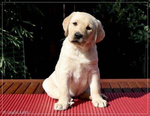 Joyful Labs Favourite Girl