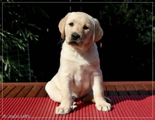 Joyful Labs Favourite Girl