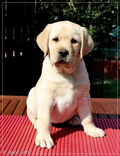 Joyful Labs First Class Girl