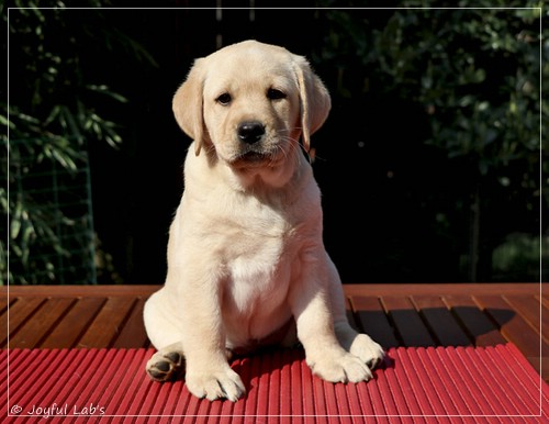 Joyful Labs First Class Girl