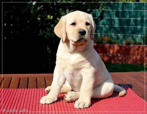 Joyful Labs First Class Girl