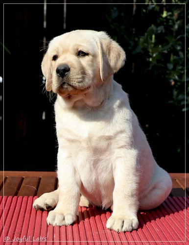 Joyful Labs Flower Power Girl