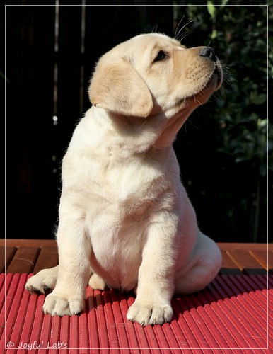 Joyful Labs Flower Power Girl