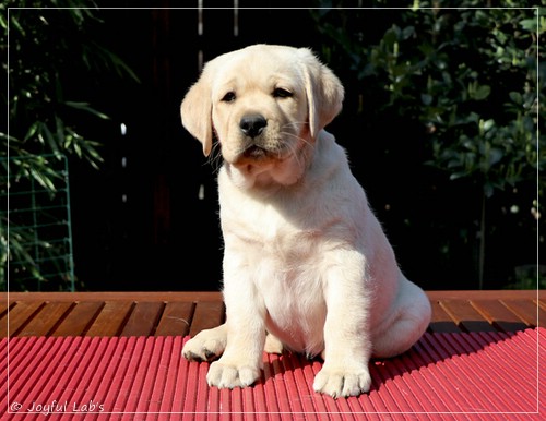 Joyful Labs Flower Power Girl