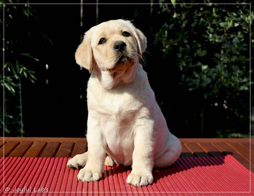 Joyful Labs Flower Power Girl