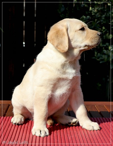 Joyful Labs Foxy Girl