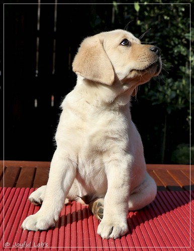 Joyful Labs Friendly Boy