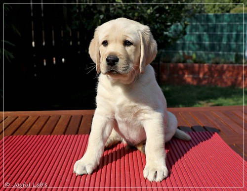 Joyful Labs Friendly Boy