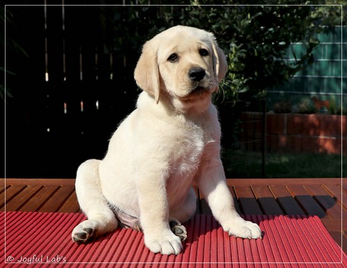 Joyful Labs Friendly Boy