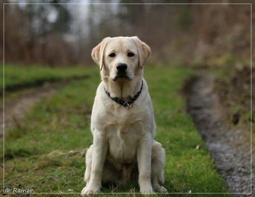 Joyful Lab's Escort Boy - Luis