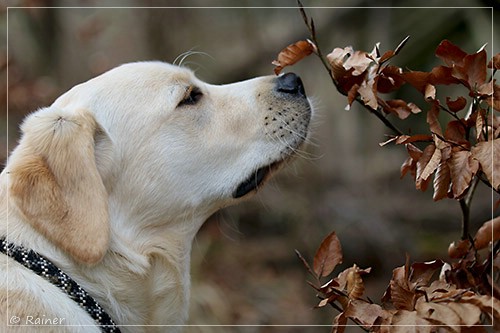 Joyful Lab's Escort Boy - Luis