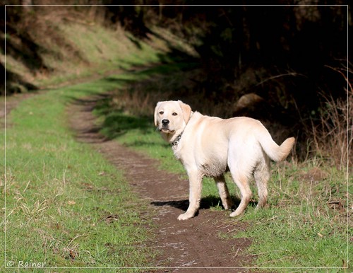 Joyful Lab's Escort Boy - Luis