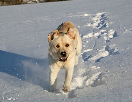 Joyful Lab's Escort Boy - Luis