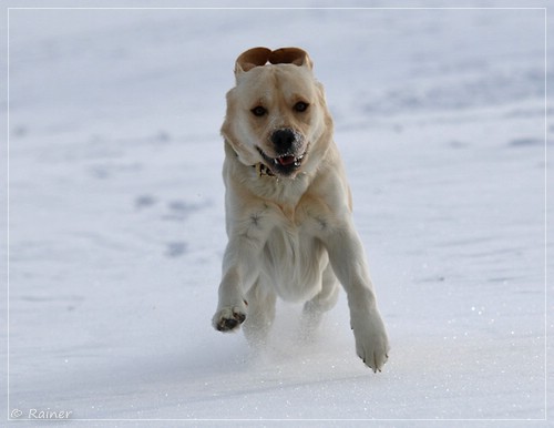 Joyful Lab's Escort Boy - Luis