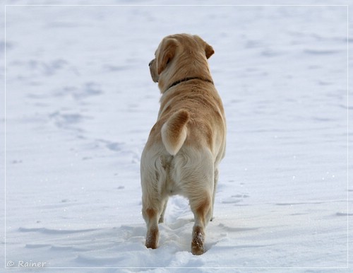 Joyful Lab's Escort Boy - Luis