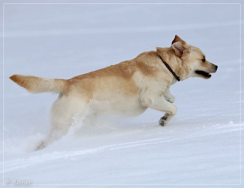 Joyful Lab's Escort Boy - Luis