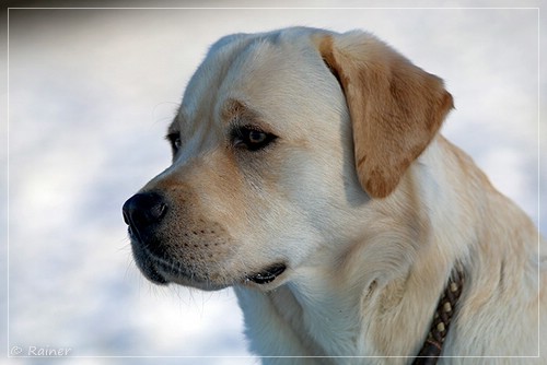 Joyful Lab's Escort Boy - Luis