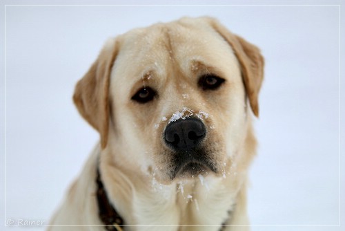 Joyful Lab's Escort Boy - Luis