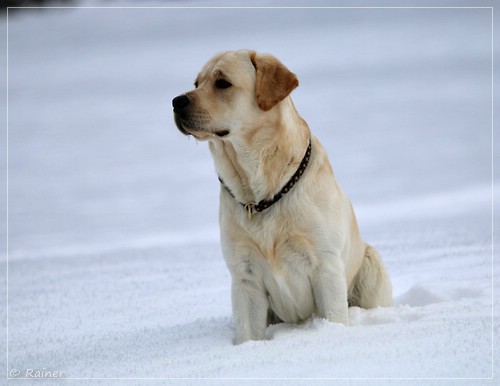 Joyful Lab's Escort Boy - Luis