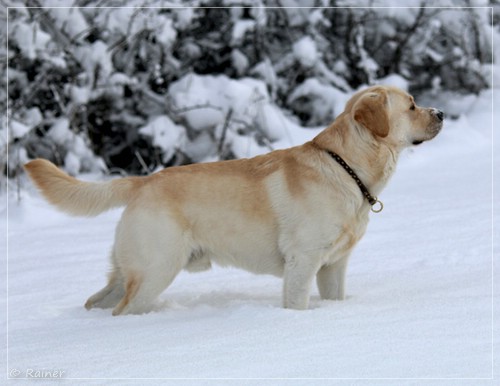 Joyful Lab's Escort Boy - Luis