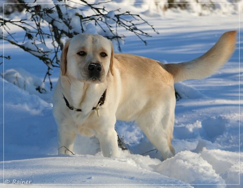 Joyful Lab's Escort Boy - Luis