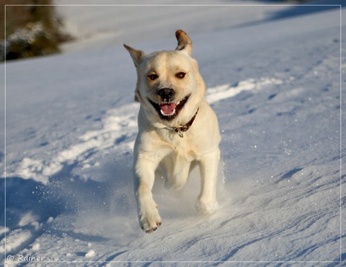 Joyful Lab's Escort Boy - Luis