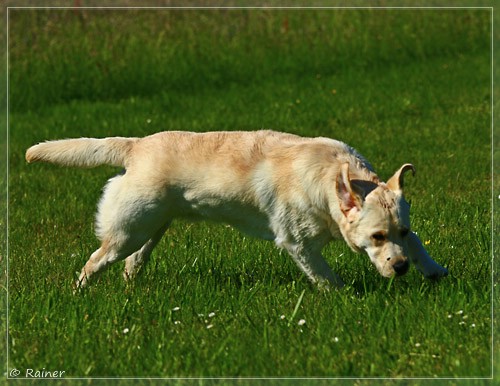 Joyful Lab's Escort Boy - Luis